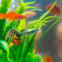 Grundlagen der Guppy Pflege Was Guppys im Aquarium wirklich brauchen